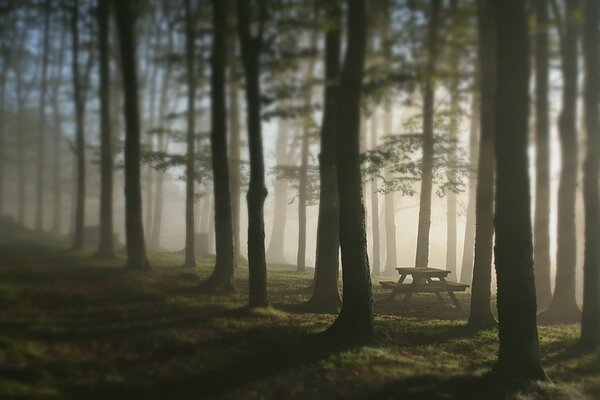 A place of rest in the misty forest