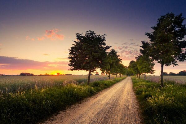 Route entre les champs sur fond de coucher de soleil