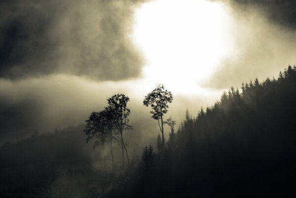 Twilight and fog over the trees on the hill