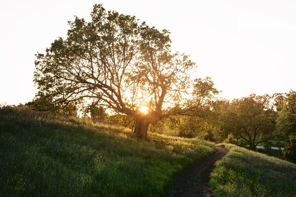 Schöne Natur Die Sonnenstrahlen dringen in die Bäume ein