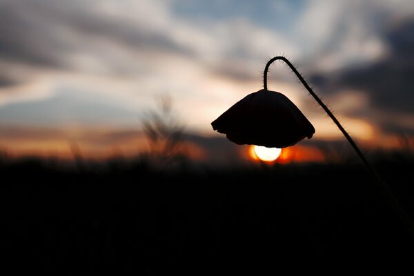 Una flor cuelga sobre una puesta de sol como una linterna