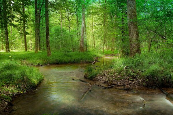 Atemberaubende Flüsse, die in einem dichten Wald liegen