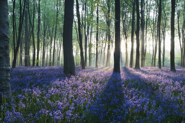 Wunderbare Wiesen mit wunderbaren Blumen gesät