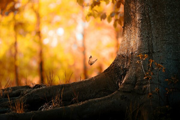 A butterfly flies to a tree in the autumn forest