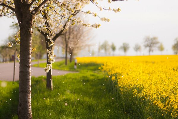 Beautiful spring nature field of flowers