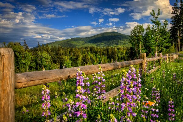 Naturaleza escénica de primavera, plantas con flores y un elegante bosque verde en la distancia