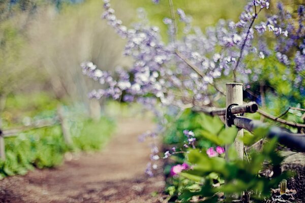 Fiori lilla che crescono dietro la recinzione in primavera