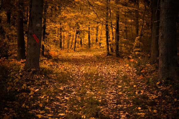 Leaf fall in the autumn forest