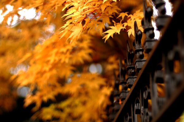 Autumn colors painted nature