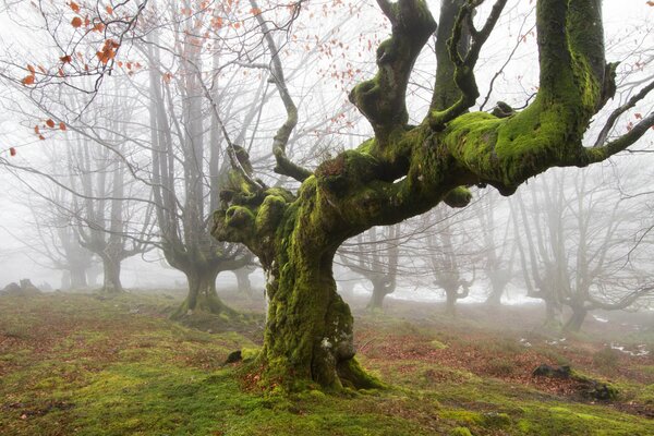 Arbres de la forêt britannique de mousse