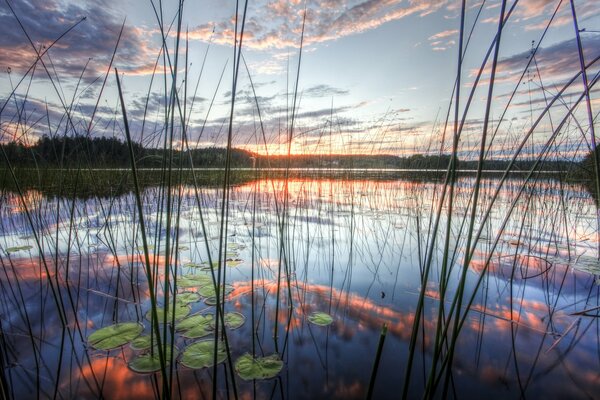 Reeds on the lake in the evening