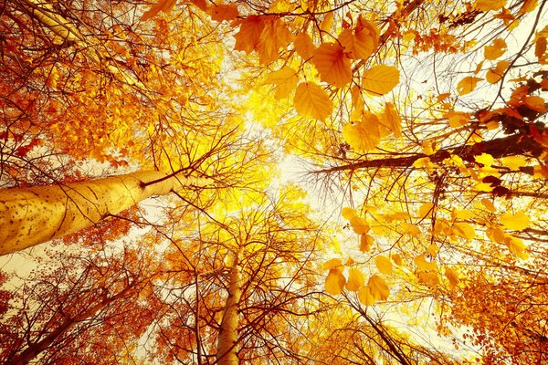 Bild von Herbstbäumen von unten nach oben