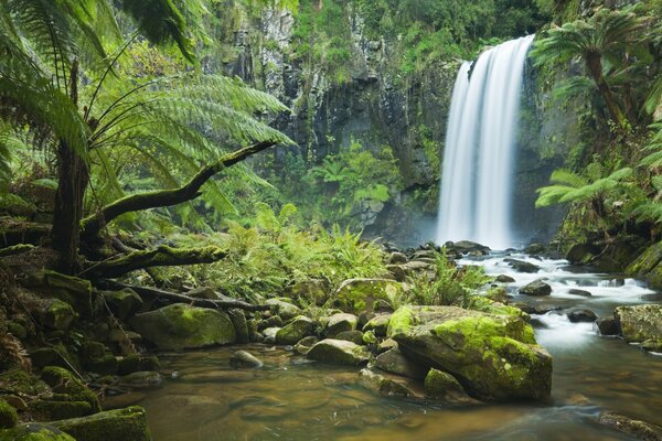 Cascata nella foresta in estate