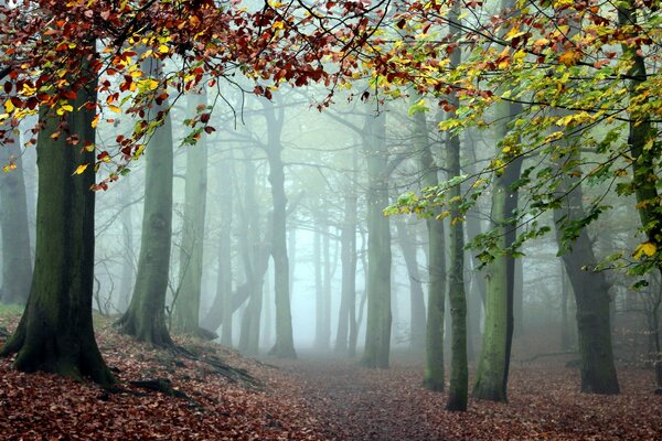 Nebel zwischen Bäumen im Herbstwald