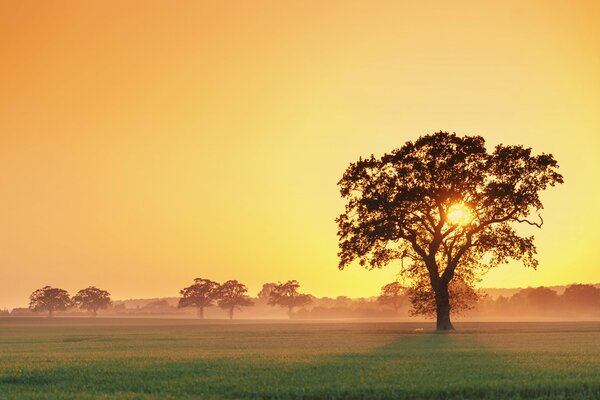 Puesta de sol a través de las ramas de los árboles