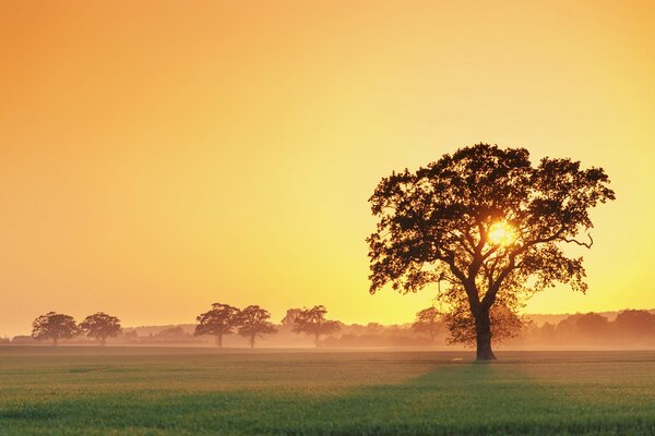 Słoneczny Zachód słońca przez gałęzie drzewa