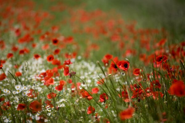 Rote Mohnblumen im Feld im Fokus