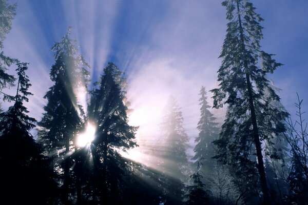 Wschodzące słońce nad zimowym lasem