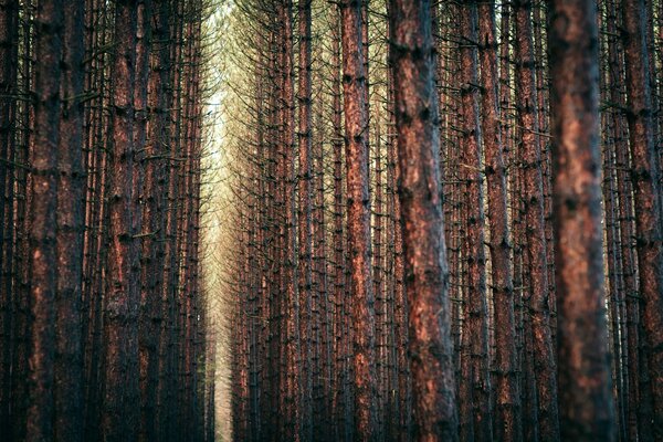 Alberi densamente in piedi nella foresta