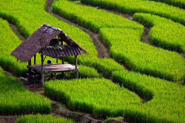 Wyłożona ścieżka wzdłuż pola ryżowego