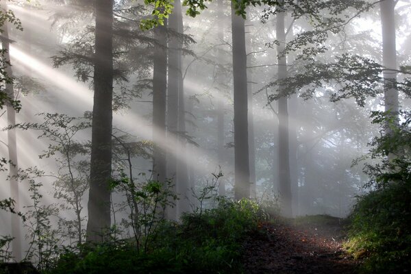 Light through the fog in the forest