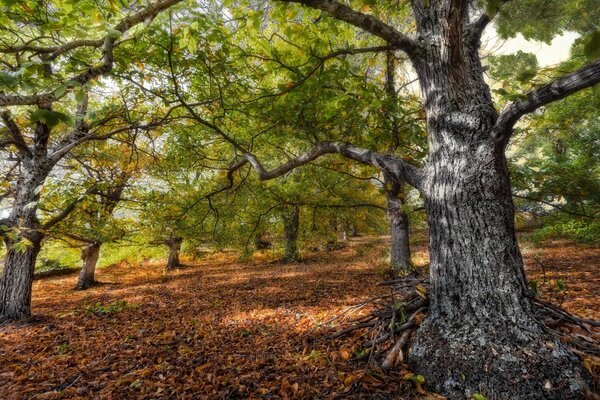 Arbres verts dans la forêt d automne