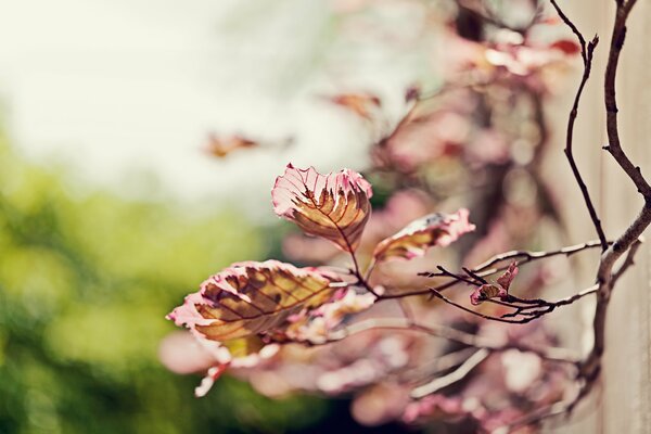 Fond flou. Focus sur une branche d arbre