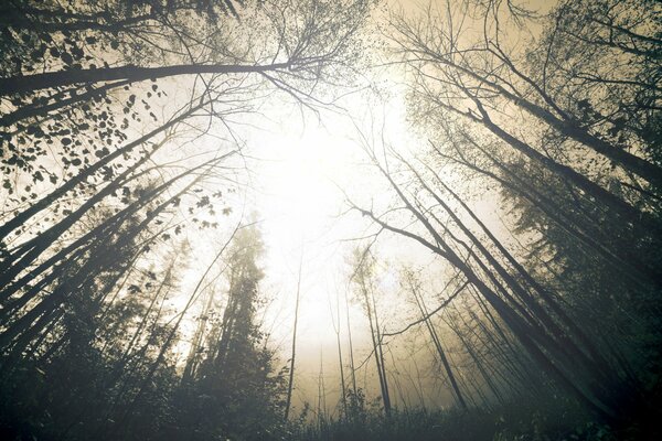 Natur Nebel Dunst Wald Bäume Himmel