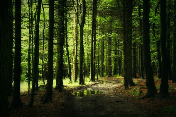 Sentiero dopo la pioggia nella foresta di conifere
