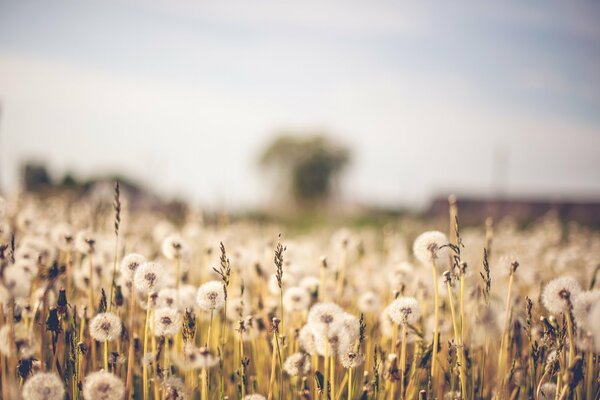 In the field, dandelions have grown in the wind, everything is flying in different directions