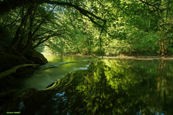 Reflection of tree branches in the water