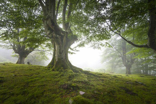 El bosque británico en su esplendor