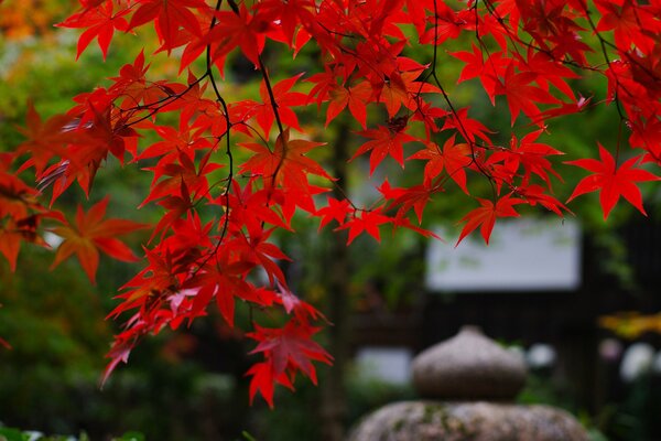 A branch of a tree with red leaves