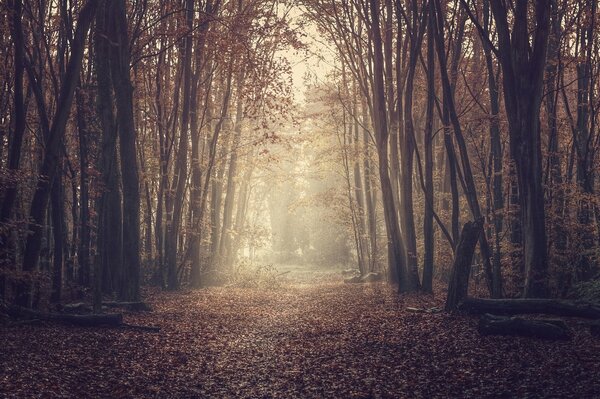 Forest road strewn with foliage