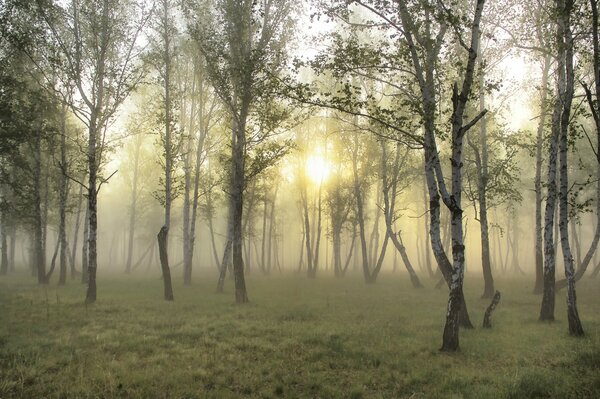 Niebla en el bosque hermosa foto