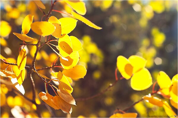 Der goldene Herbst schenkt gelbes Laub