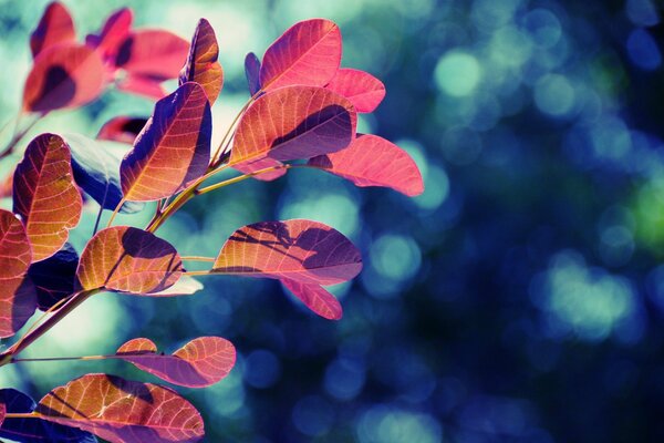 Belle foglie rosse degli alberi