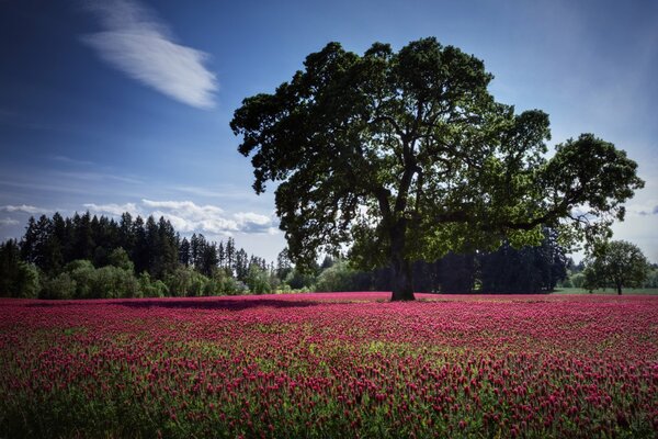 Pole czerwonych kwiatów z samotnym drzewem