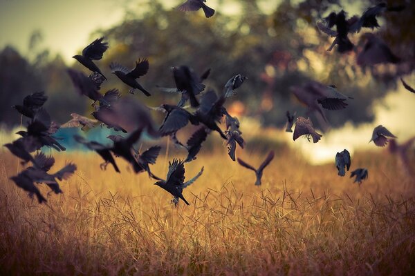 Vögel, die in der Natur über das Feld fliegen