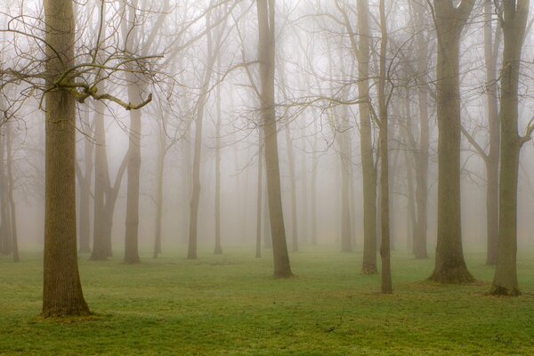 Parkgelände auf nebligem Hintergrund