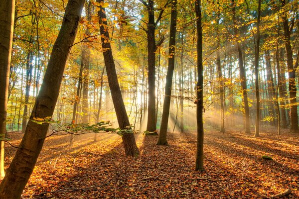 Herbstwald und Sonnenschein