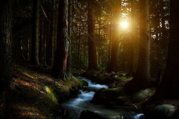 Raggi del sole del mattino all ombra degli alberi