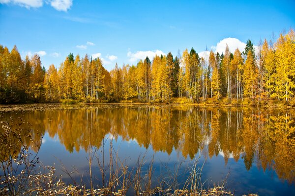 Herbstliche Natur am Ufer des Flusses Ob