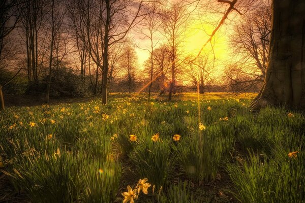 Coucher de soleil dans la forêt verte