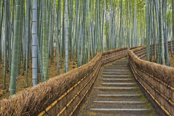 Dans le sentier poussent beaucoup de bambou au Japon et le liquide sort de l intérieur