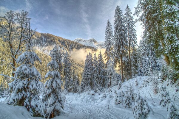 Bella natura invernale