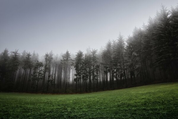 Grüner Rasen und Nadelwald im Nebel