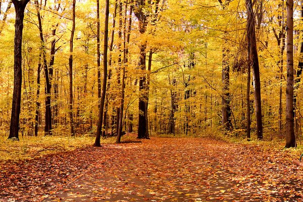 Jesienny krajobraz liści w parku