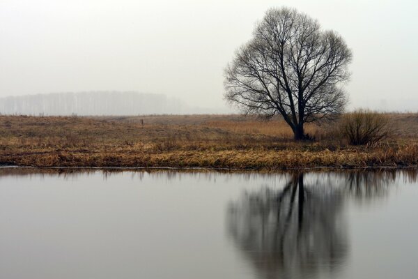 Baum am Wasser mit Reflexion auf Nebelhintergrund