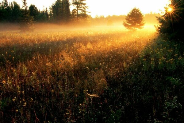 Paesaggio con alberi ed erba. Il sole sbircia attraverso i rami